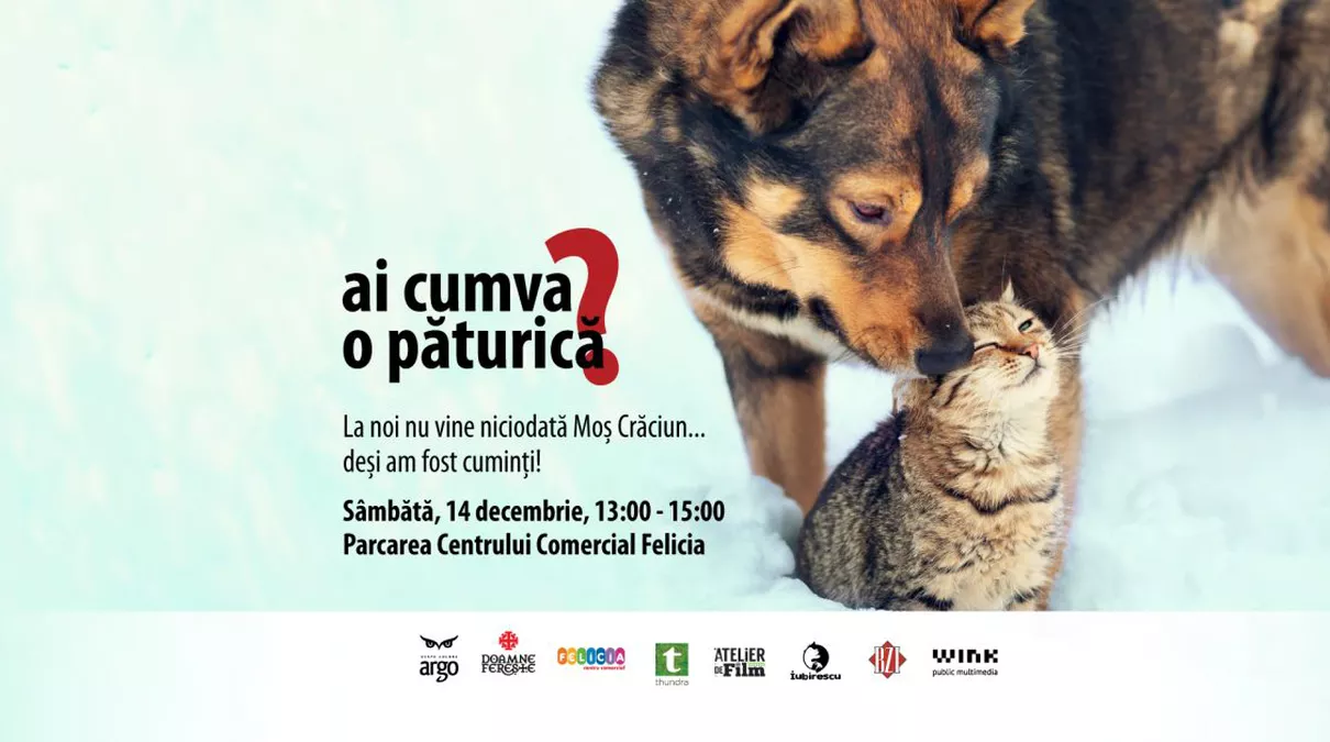 „Ai cumva o păturică?” revine la Iași pentru a ajuta animalele fără stăpân